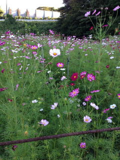 cosmos6002.jpg