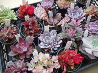 350redleaves2.jpg