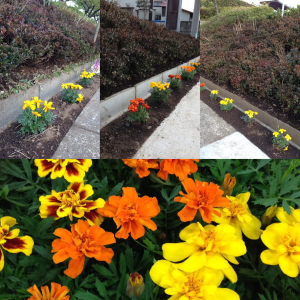 春のガーデニングシーズン 花壇やプランター 寄せ植えにマリーゴールドの花 農産物で地産地消 地域活性化 地域貢献